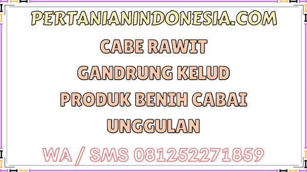 Cabe Rawit Gandrung Kelud Produk Benih Cabai Unggulan